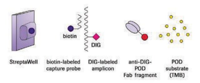 Mycoplasma-PCR ELISA