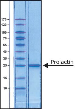 Prolaktin human recombinant, expressed in E. coli, lyophilized powder, BioReagent, suitable for cell culture, &gt;97% (SDS-PAGE)