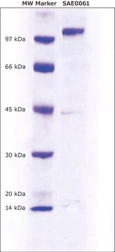 Peptidyl arginine deiminase type-2 (PAD2) human recombinant, expressed in E. coli