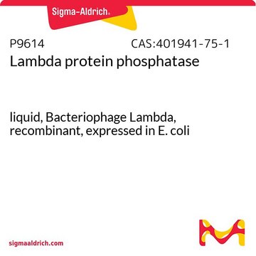 &#955; 蛋白磷酸酶 liquid, Bacteriophage Lambda, recombinant, expressed in E. coli