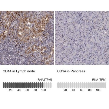 Anti-CD14 antibody produced in rabbit Ab3, Prestige Antibodies&#174; Powered by Atlas Antibodies, affinity isolated antibody, buffered aqueous glycerol solution