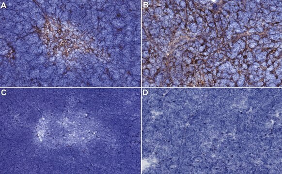 Anti-Medullary epithelium Antibody, clone ER-TR5