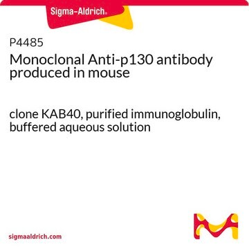 Monoclonal Anti-p130 antibody produced in mouse clone KAB40, purified immunoglobulin, buffered aqueous solution