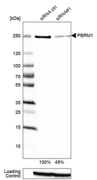 Anti-PBRM1 antibody produced in rabbit Prestige Antibodies&#174; Powered by Atlas Antibodies, affinity isolated antibody, buffered aqueous glycerol solution