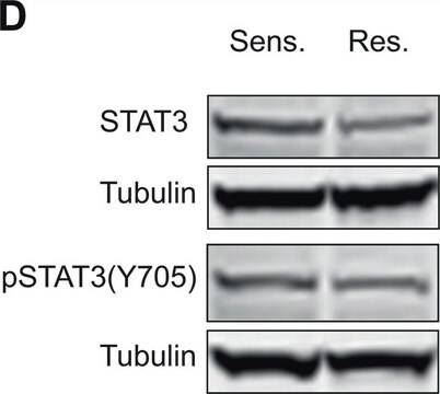 Anti-phospho-STAT3 (pTyr705) antibody produced in rabbit affinity isolated antibody, buffered aqueous glycerol solution