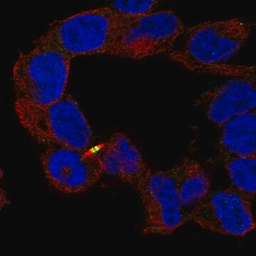 Anti-APC2 antibody produced in rabbit Prestige Antibodies&#174; Powered by Atlas Antibodies, affinity isolated antibody