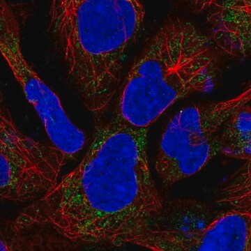 Anti-SDHAF1 antibody produced in rabbit Prestige Antibodies&#174; Powered by Atlas Antibodies, affinity isolated antibody