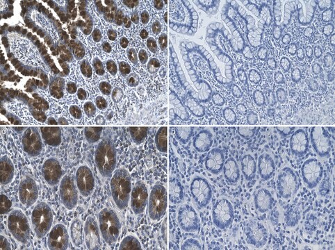 Przeciwciało przeciw mucynie-2, klon 2C8 10889 Królik monoklonalny recombinant, expressed in HEK 293 cells