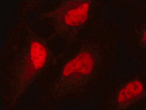 Anti-Sirt1 (C-terminal) ~1.0&#160;mg/mL, affinity isolated antibody, buffered aqueous solution