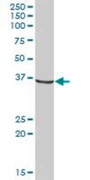 Anti-AKR1A1 antibody produced in mouse purified immunoglobulin, buffered aqueous solution