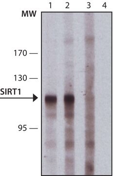 Monoclonal Anti-SIRT1 antibody produced in mouse clone SIRT1-1, purified from hybridoma cell culture