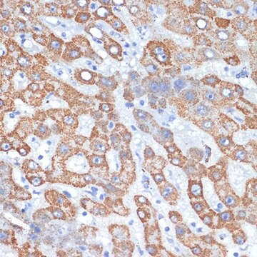 Anti-HMGCS2 antibody produced in rabbit