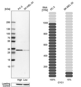 Anti-CYC1 antibody produced in rabbit Prestige Antibodies&#174; Powered by Atlas Antibodies, affinity isolated antibody, buffered aqueous glycerol solution