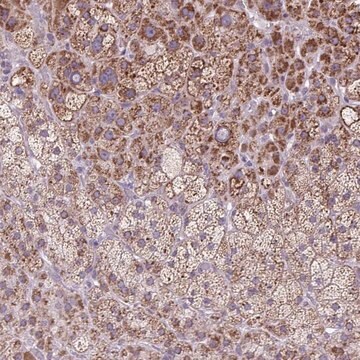 Anti-SCO2 antibody produced in rabbit Prestige Antibodies&#174; Powered by Atlas Antibodies, affinity isolated antibody, buffered aqueous glycerol solution