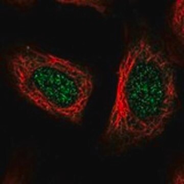 Anti-POLR2L antibody produced in rabbit Prestige Antibodies&#174; Powered by Atlas Antibodies, affinity isolated antibody, buffered aqueous glycerol solution