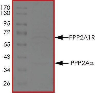 PP2A ALPHA/PPP2R1A Complex, Active recombinant