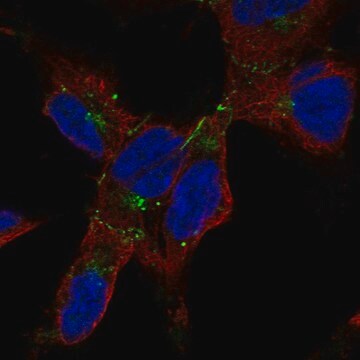 Anti-GJA1 antibody produced in rabbit Prestige Antibodies&#174; Powered by Atlas Antibodies, affinity isolated antibody