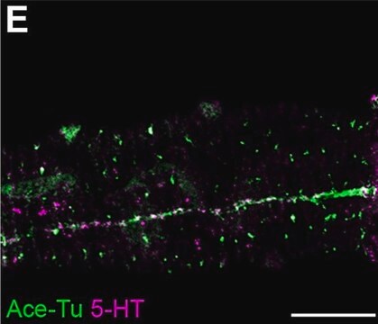 Anti-Serotonin in Kaninchen hergestellte Antikörper whole antiserum