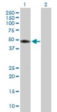 Anti-TUFT1 antibody produced in mouse purified immunoglobulin, buffered aqueous solution