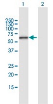 Anti-ERO1L antibody produced in mouse purified immunoglobulin, buffered aqueous solution