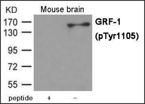 Anti-phospho-GRF-1 (pTyr1105) antibody produced in rabbit affinity isolated antibody