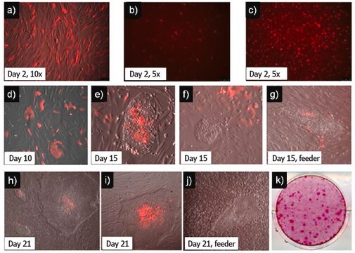 OKSG-cMyc-TagRFP-Simplicon&#174;-Plasmid, human suitable for detection