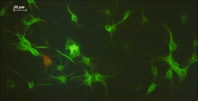 Marcador pan-neuronal Milli-Mark&#174; Milli-Mark Pan Neuronal Marker is an antibody targeting the Pan Neuronal Marker protein, validated for use in ICC, IHC, IF &amp; IHC.