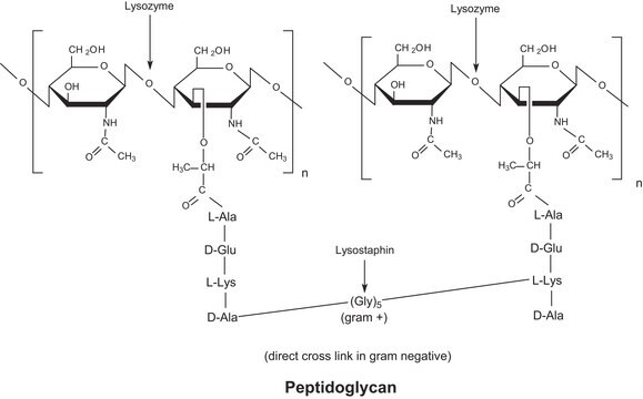 Lysozyme from chicken egg white BioUltra, lyophilized powder, &#8805;98% (SDS-PAGE), &#8805;40,000&#160;units/mg protein