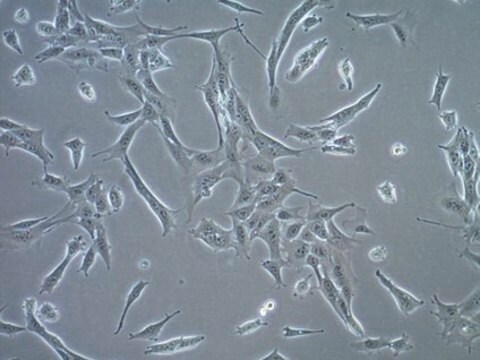 Lignée TS/A de cellules d'adénocarcinome mammaire de souris TS/A mouse mammary adenocarcinoma cell line is a well characterized and highly published model for breast cancer research.