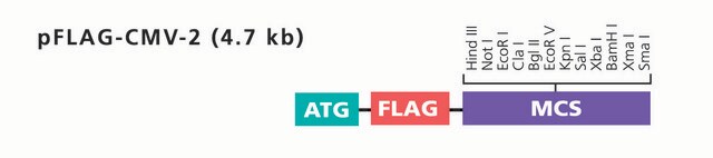 pFLAG-CMV-2 Expression Vector shuttle vector for intracellular transient expression of N-terminal Met-FLAG