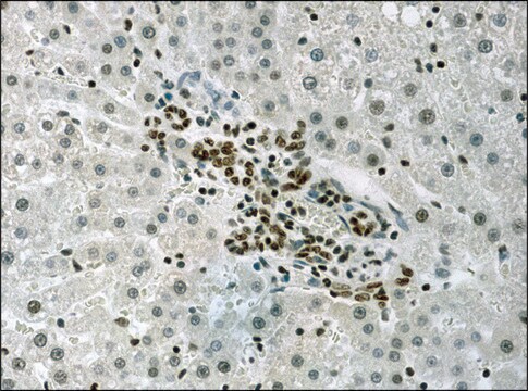 抗アセチル-ヒストンH3 (Ac-Lys9) ウサギ宿主抗体 2-2.5&#160;mg/mL, affinity isolated antibody, buffered aqueous solution