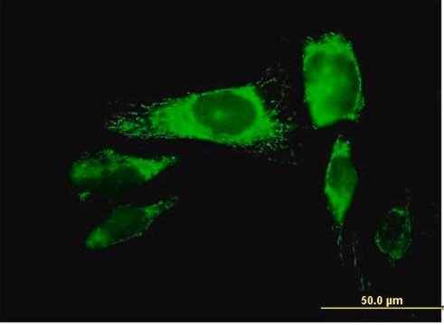 Anti-PRDX3 antibody produced in mouse purified immunoglobulin, buffered aqueous solution