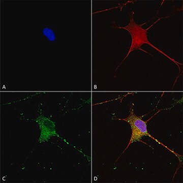 Monoclonal Anti-Git1 - Rpe antibody produced in mouse clone S39B-8, purified immunoglobulin