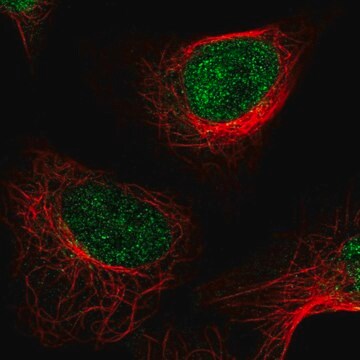 Anti-KDM1A antibody produced in rabbit Prestige Antibodies&#174; Powered by Atlas Antibodies, affinity isolated antibody