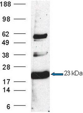 Anti-TCTP Rabbit pAb liquid, Calbiochem&#174;