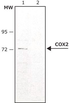 抗-COX2 兔抗 ~1.0&#160;mg/mL, affinity isolated antibody