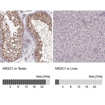 Anti-NR2C1 antibody produced in rabbit Prestige Antibodies&#174; Powered by Atlas Antibodies, affinity isolated antibody