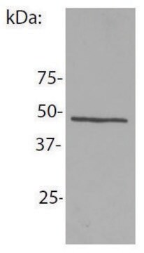 Monoclonal Anti-NCK1 antibody produced in mouse clone EM-06