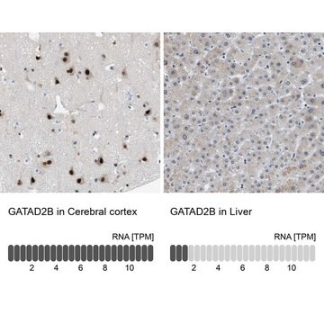 Anti-GATAD2B antibody produced in rabbit Prestige Antibodies&#174; Powered by Atlas Antibodies, affinity isolated antibody, buffered aqueous glycerol solution