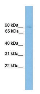 Anti-HNRNPU (C-terminal) antibody produced in rabbit affinity isolated antibody