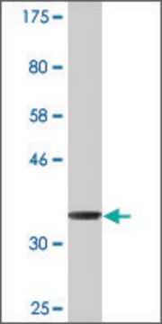 Monoclonal Anti-DMN, (C-terminal) antibody produced in mouse clone 4G5, ascites fluid