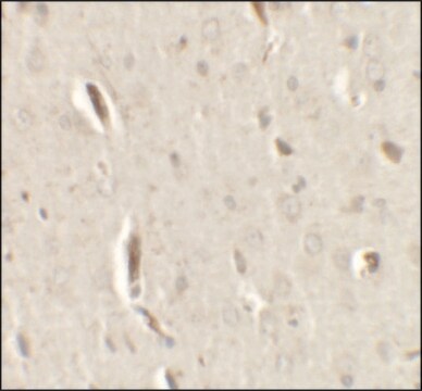 Anti-GRIP1 antibody produced in rabbit affinity isolated antibody