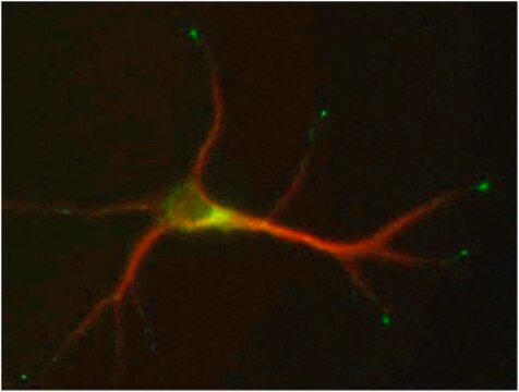 Anti-STMN2-Antikörper, Klon&nbsp;L5/1 clone L5/1, from mouse