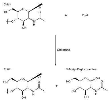 壳质酶 来源于绿色木霉 lyophilized powder, &#8805;600&#160;units/g solid