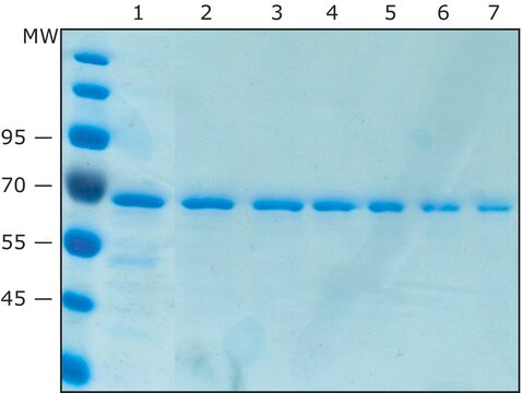 Kulki magnetyczne Anti-V5 Magnetic agarose, Suspension