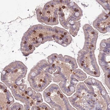 Anti-ITGAE antibody produced in rabbit Prestige Antibodies&#174; Powered by Atlas Antibodies, affinity isolated antibody, buffered aqueous glycerol solution