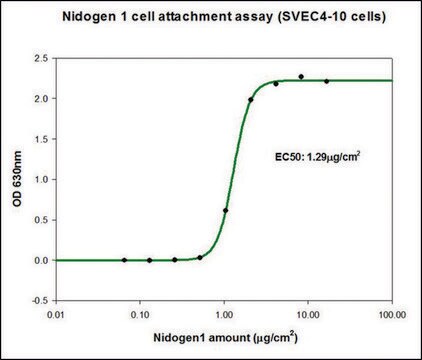 Nidogen-1 (NID1) człowiek recombinant, expressed in HEK 293 cells, suitable for cell culture