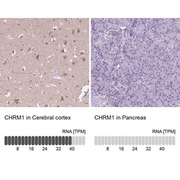 Anti-CHRM1 antibody produced in rabbit Prestige Antibodies&#174; Powered by Atlas Antibodies, affinity isolated antibody, buffered aqueous glycerol solution