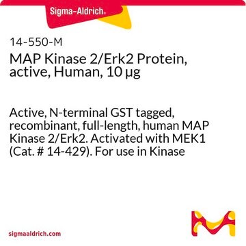 MAP-Kinase&nbsp;2/Erk2-Protein, aktiv, human, 10&nbsp;&#181;g Active, N-terminal GST tagged, recombinant, full-length, human MAP Kinase 2/Erk2. Activated with MEK1 (Cat. # 14-429). For use in Kinase Assays.