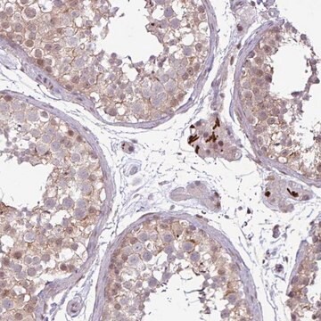 抗NOTCH2抗体 ウサギ宿主抗体 Prestige Antibodies&#174; Powered by Atlas Antibodies, affinity isolated antibody, buffered aqueous glycerol solution